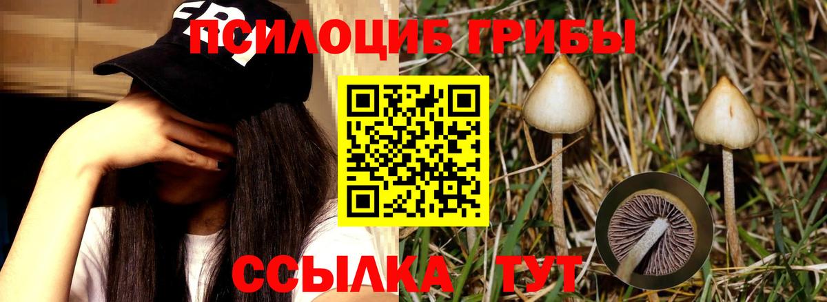 Псилоцибиновые грибы Psilocybine cubensis Карпинск